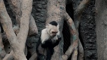 Slow motion of Capuchin Monkey Looks On Its Hand While Munching Food In The Forest. static.	