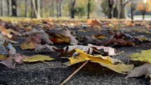 fall leaves on asphalt 