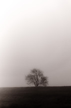 winter tree in fog