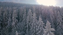 Winter forest with snowy trees Aerial
