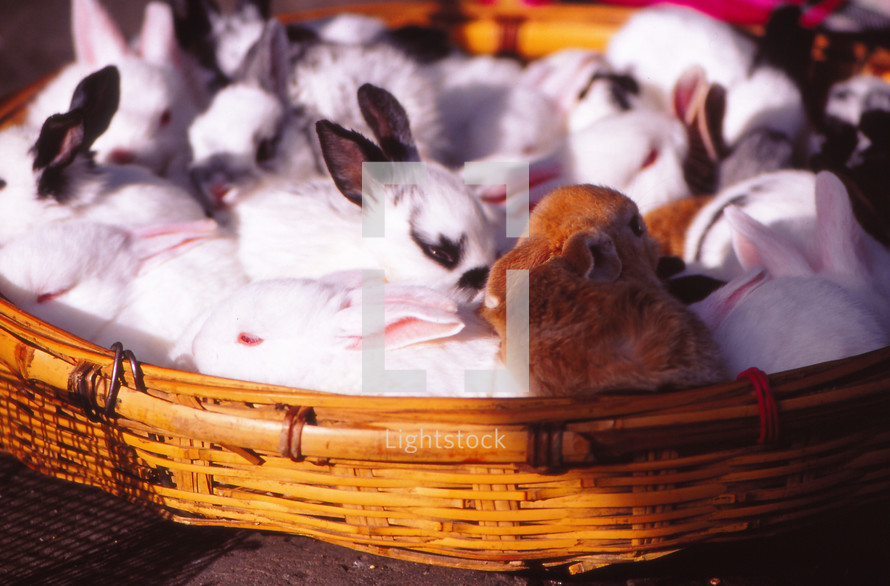 bunnies in a basket 
