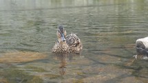 Cute wild duck is swimming on a mountain lake
