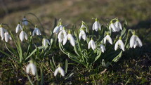 Dolly shot of wild white snowdrops moving in a wind in green meadow. Zoom out
