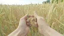 personal perspective of a farmer harvesting wheat from a field 
