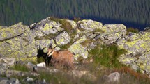 Young Chamois Rupicapra rupicapra walk in rocky alps mountain nature, wildlife alpine animal
