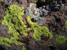 Moss on rocks