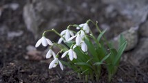 Snowdrops wave in wind

