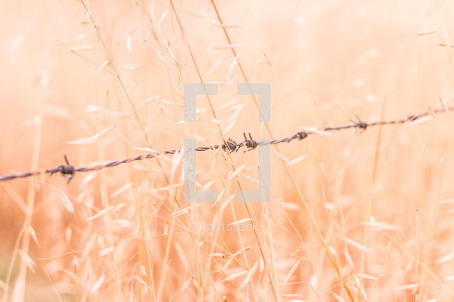 barbed wire in a field 