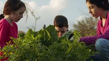 Three kids working on a small organic vegetable garden