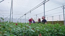 Three agronomists standing in a flower greenhouse looking around