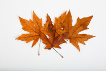 fall leaves on a white background