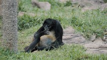 Geoffroy's Spider Monkey Sitting On The Grass And Licking Fingers In The Wilderness.	