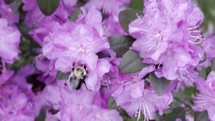 A bee pollinates a blooming flower in spring 
