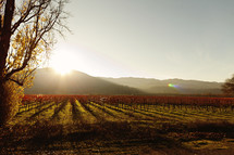 A  vineyard at sunset napa valley wine grapes fall