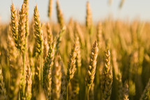 Close up of wheat in a field at harvest time 