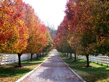 a row of trees with red, yellow, green and orange fall autumn leaves  line an old road surrounded with a white picket fence and fall autumn colors on a rural farm in Virginia. 