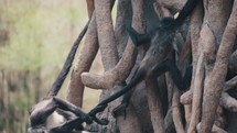 Close up of Spider Monkeys Playing On Huge Tree In The Forest With Their Prehensile Tails. 