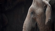Head Of An Asian Elephant Flapping Its Ears. - Close Up	