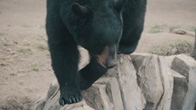 American Black Bear Walking Across Rocks - close up	