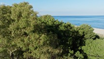 Mediterranean trees on the sandy beach 