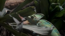 Close Up Of Veiled Chameleon Crawling On Leaves In The Forest.	