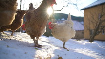 Brown and white chicken in free range organic farm in sunny winter season
