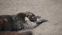 Tired White-nosed Coati (Nasua Narica) Lying Down On The Ground In Mexico. Close Up