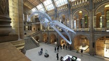 people visiting a natural science museum - editorial use only
