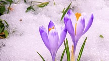 Violet crocus flowers bloom and snow melting in green spring meadow growing time-lapse

