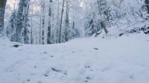 Snowy trail in frozen winter forest nature outdoor tourism background low angle view