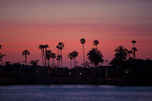 silhouette of palm trees in a fuschia sky