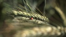 ladybug on wheat grains blowing in the breeze 