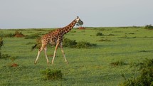 giraffe in Uganda 