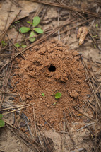 animal hole in the ground 