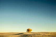 tree on sand dunes 