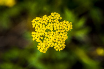 yellow wildflower outdoors 