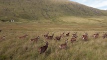 Magnificent bucks running in the Scottish Highlands.