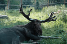 sleeping moose 