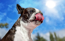 dog licking peanut butter 