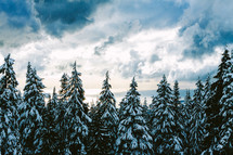snow on a pine forest under a cloudy sky