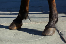 hooves of a horse on flagstone 
