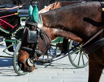 Horse in harness. Blinders, saddle, bridle, and other attributes on horseback.