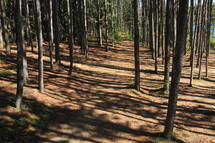 Forets trees