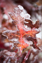 ice on dead leaf 