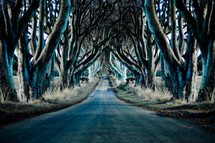 tree lined road through twisted tree branches 