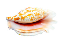 Seashell of chicoreus ramosus mollusc isolated on white background with clipping path