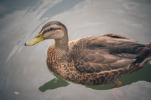 female mallard duck 