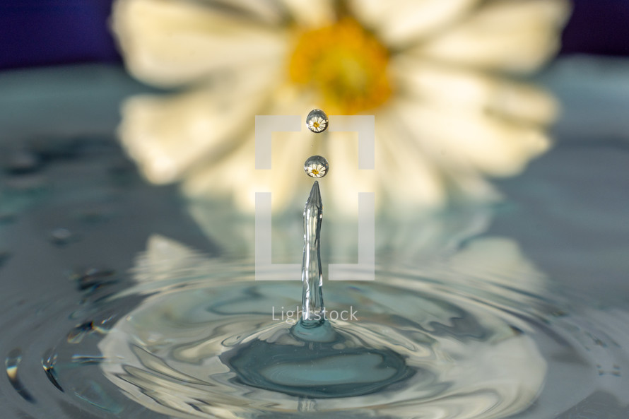 splashing water droplet and flower 