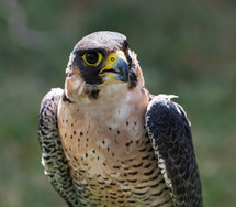 face of a Peregrine Falcon (Falco peregrinus).