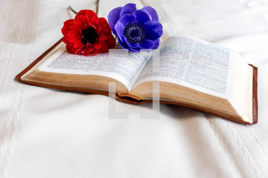 red and purple flower on the pages of a Bible 